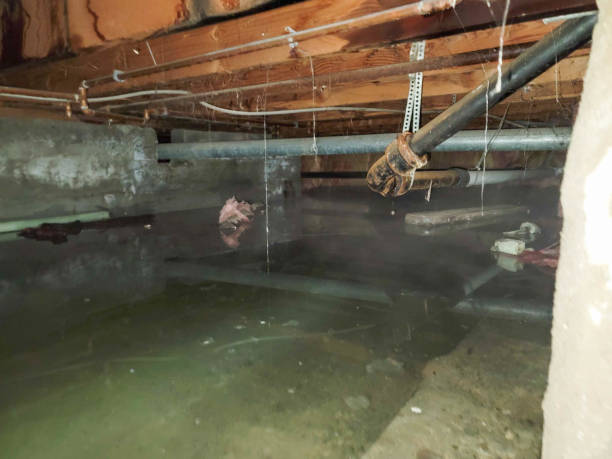 Best Flood damage cleanup  in Willmsburg, IA