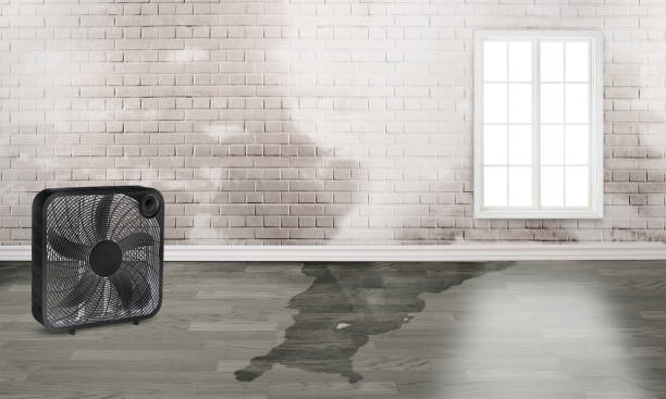 Best Sewage cleanup and water damage restoration  in Willmsburg, IA